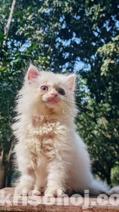 Persian Cat for Sale, Male, 2 Months Old, Purebred